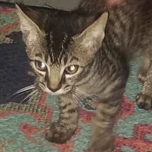 Meet your Posher, Victoria